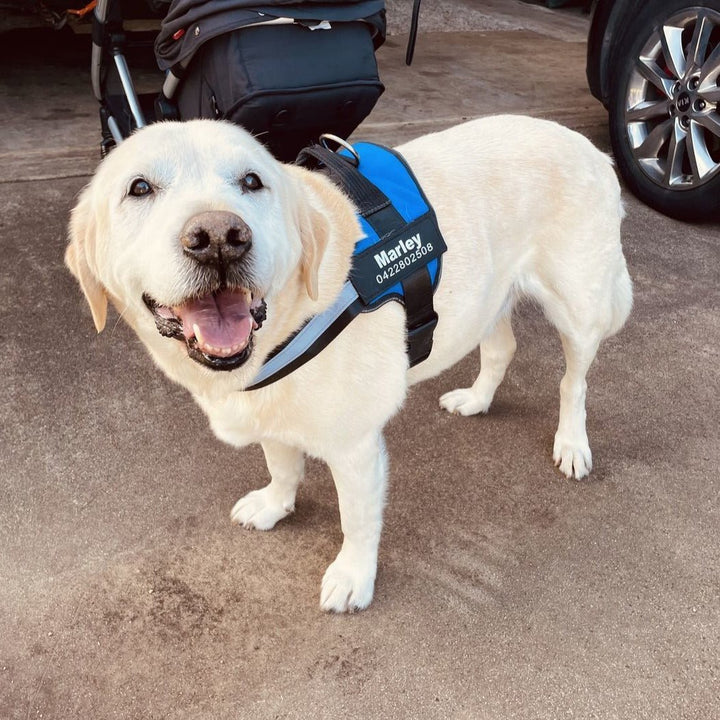 Cream Labrador wearing a blue harness with a reflective chest strap and a name and phone patch.