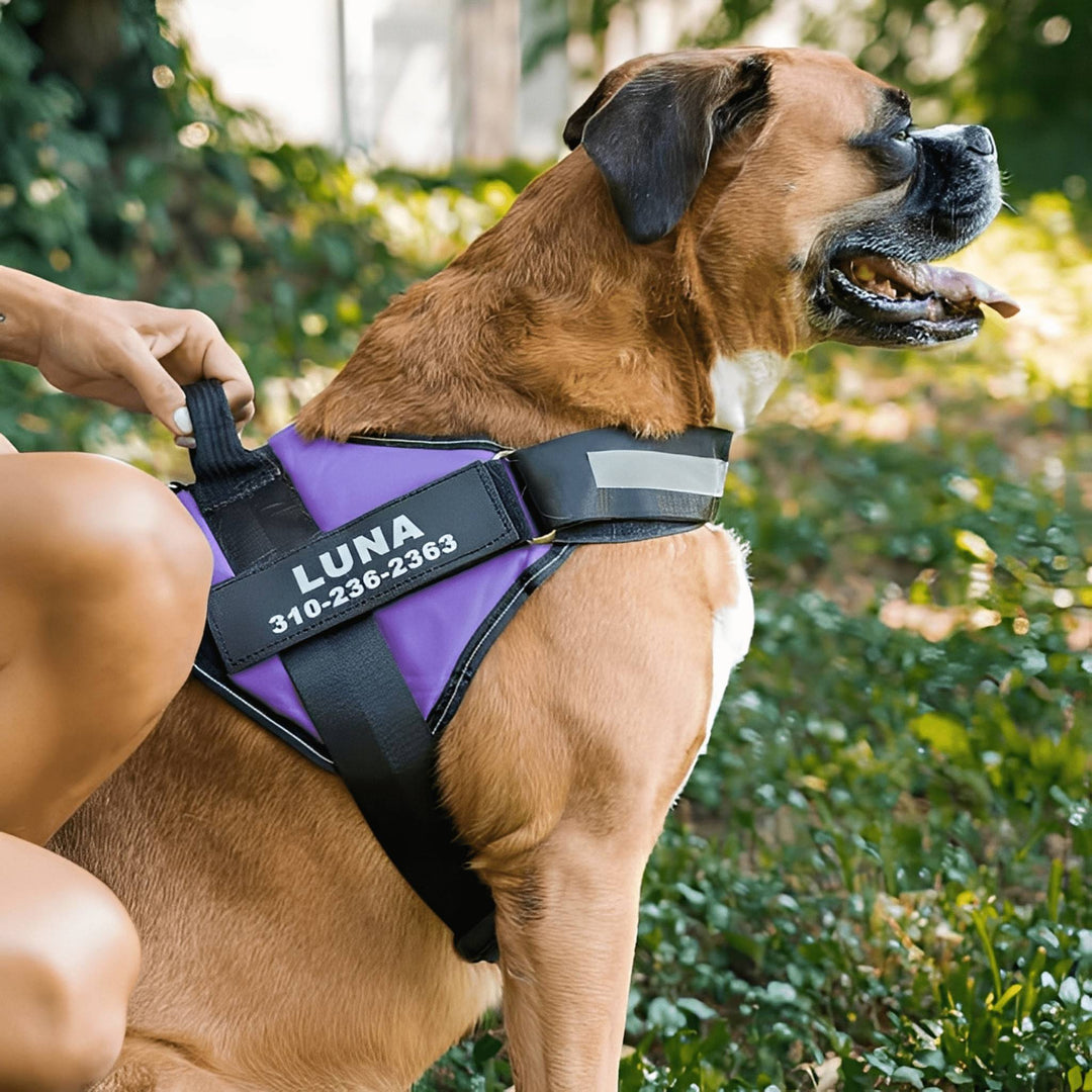 Boxer wearing a purple harness with a personalized patch and reflective chest strap while its owner holds the top handle.