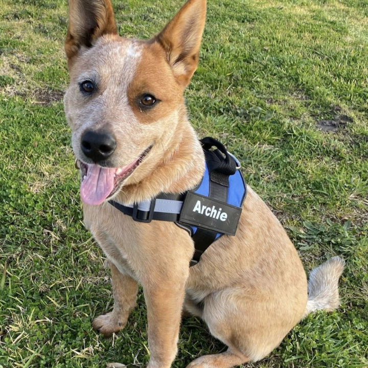 Red and tan dog wearing a blue harness with a reflective chest strap and a name patch.
