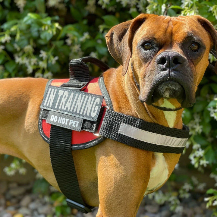 Boxer wearing a red harness with a reflective chest strap, handle and two removable Velcro patches.