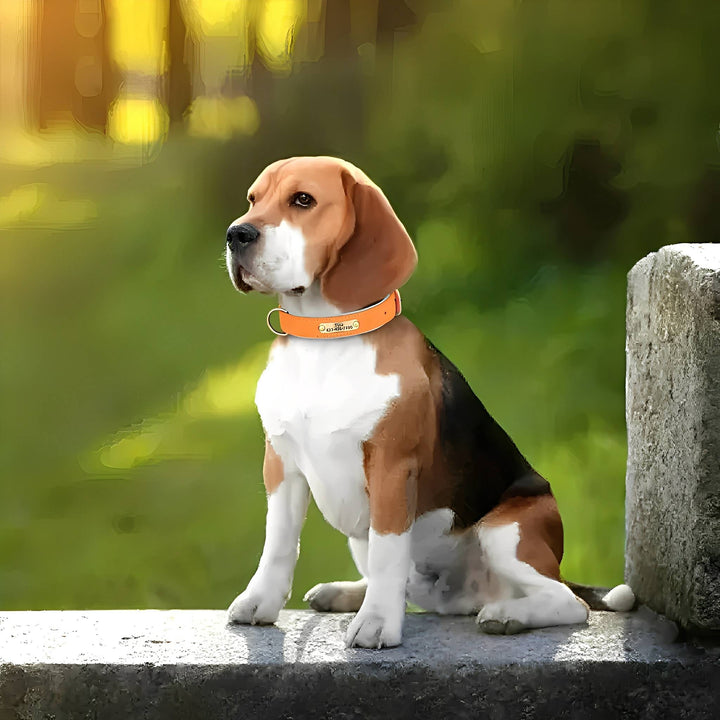 Beagle sitting on a stone ledge outdoors, wearing an orange leather collar with a small brass nameplate and D-ring. 3