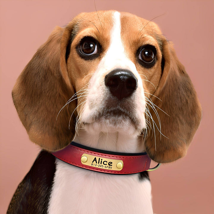 Close-up of a beagle puppy looking up while wearing a red leather collar with a brass nameplate against a dusty pink backdrop. 1