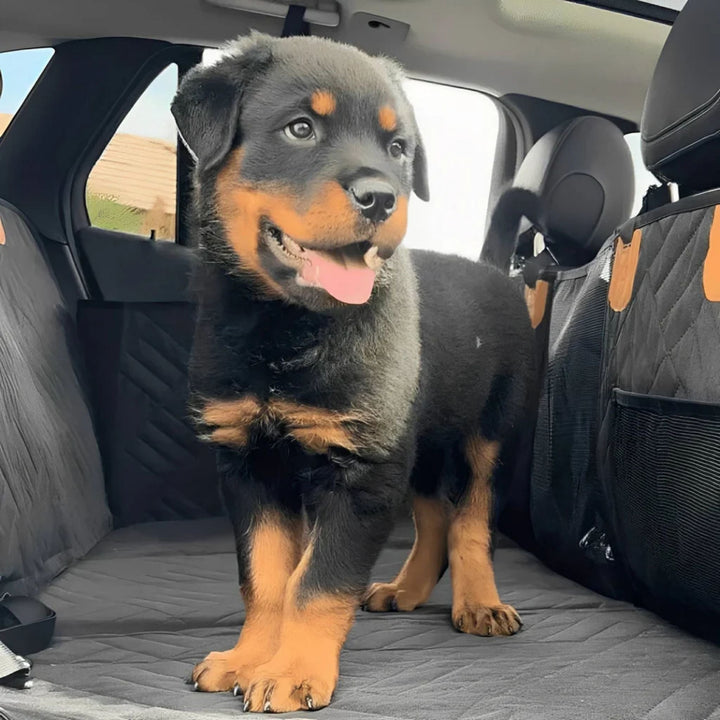 Gray-black dog back seat extender detail with a Rottweiler puppy standing on the cover