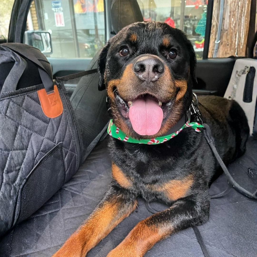Black dog back seat extender detail with a Rottweiler lying on the quilted cover
