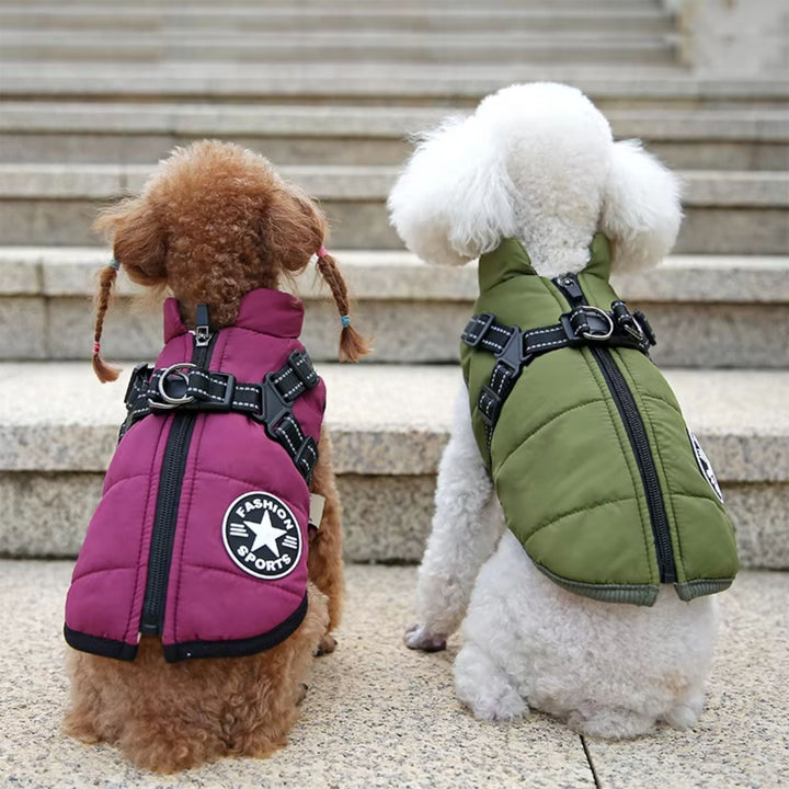 Two small curly dogs seen from behind on stone steps, wearing purple and olive green coats with harnesses 9