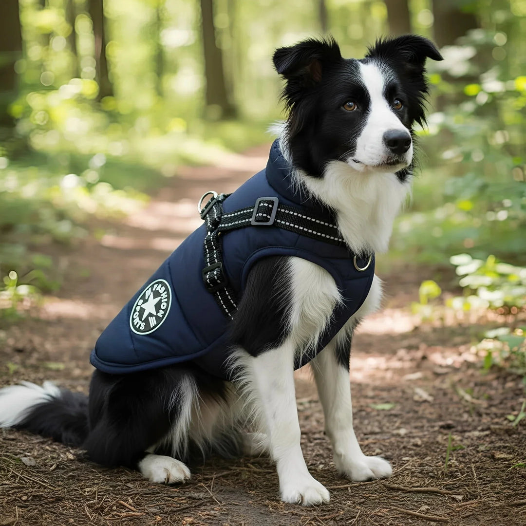 Black and white border collie sitting on a forest path in a navy padded coat with harness straps 1