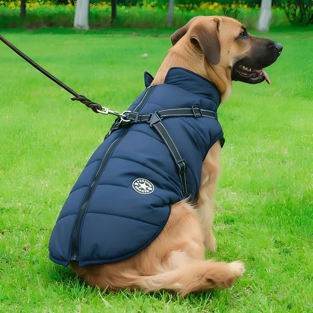 Large tan dog on a leash sitting on grass, wearing the navy padded coat with harness 2