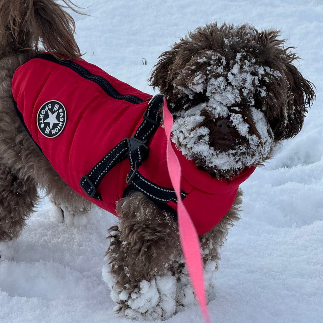 Small dog with snow on its face wearing a red padded coat with harness in the snow 11