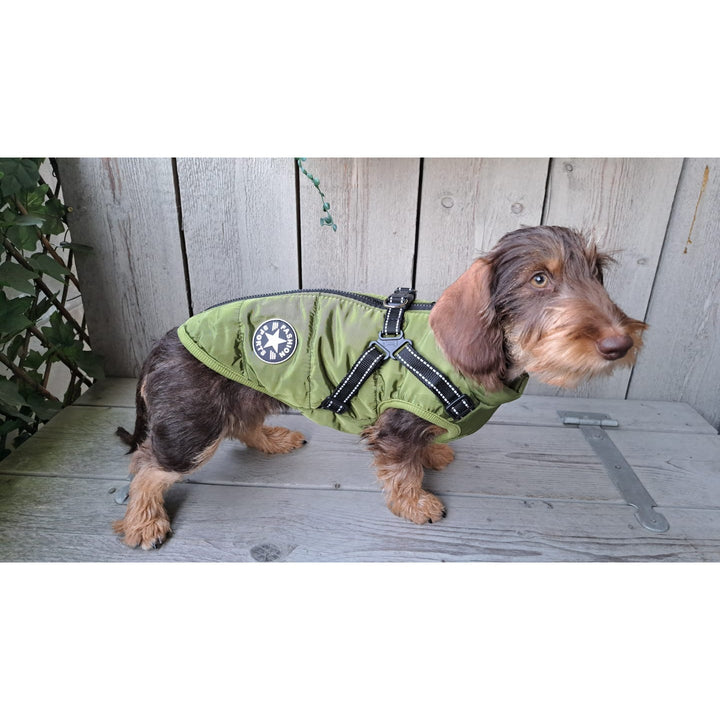 Wire-haired dachshund standing on a wooden bench in an olive green padded coat with harness 12