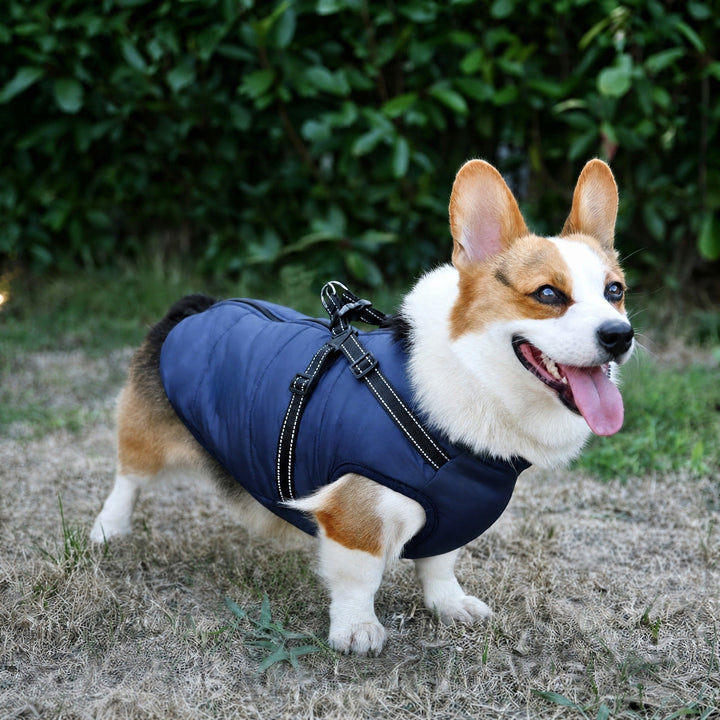 Smiling corgi standing outdoors in a navy quilted coat with black reflective harness straps 3