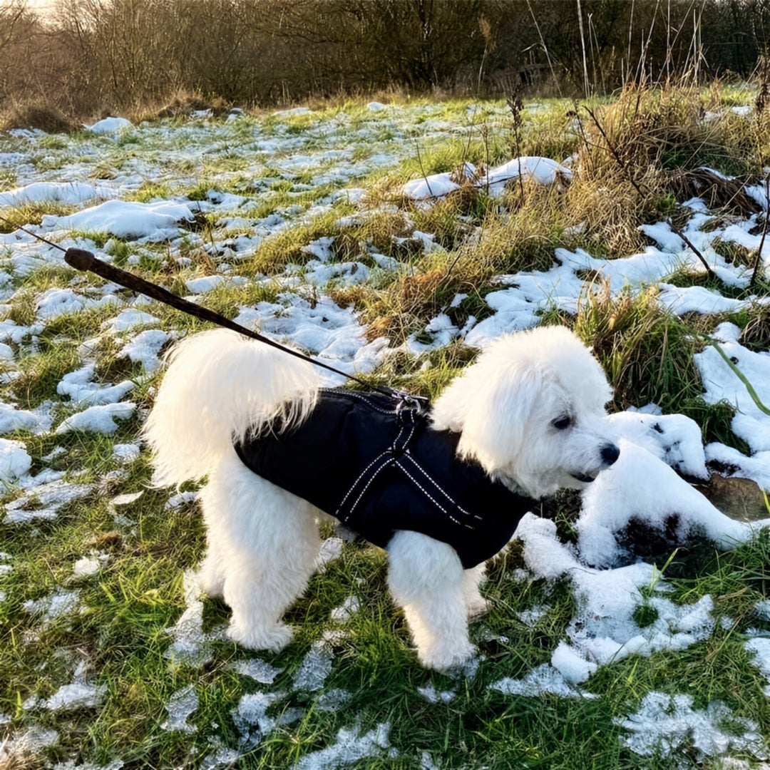 Fluffy white dog on a leash in a black padded coat, standing on grass with patches of snow 13