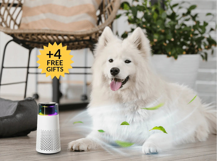 PetFresh Animal Scent Humidifier-Black-Nora Luxe