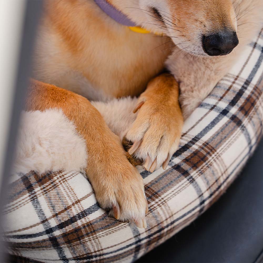 Plush Car Seat for Pets – RideSafe CozySeat-Khaki-Single-Nora Luxe