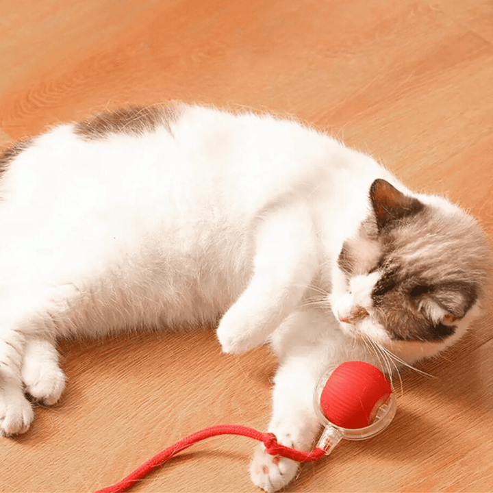 White and gray cat lying on a wood floor, batting at the red ball by its knotted red rope. 3