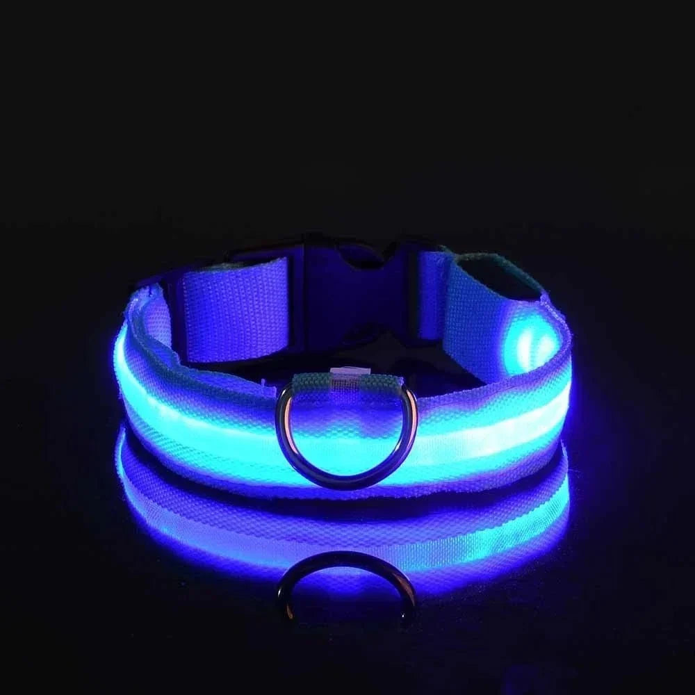 Blue collar glowing against a black background, with its reflection below, showing the D-ring and buckle 4