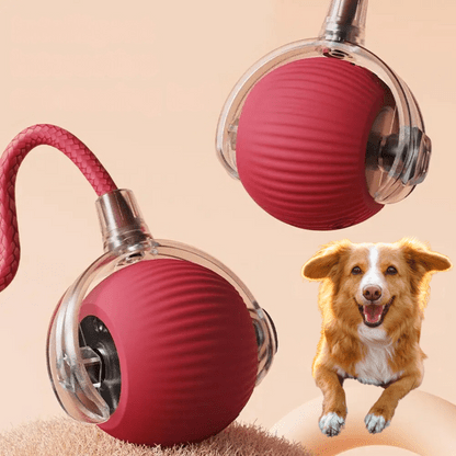 Two red ribbed rolling balls in clear frames, one with a braided rope, beside a smiling brown and white dog. 1
