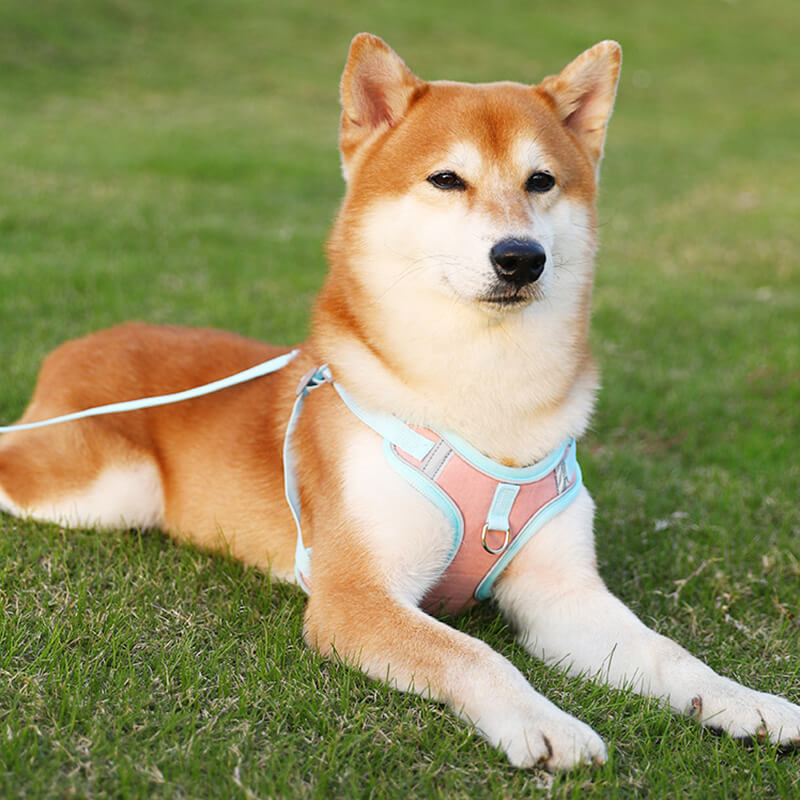 Reflective Puppy Harness - BrightPaw-Blue-S(5.51-8.82 lbs)-Nora Luxe