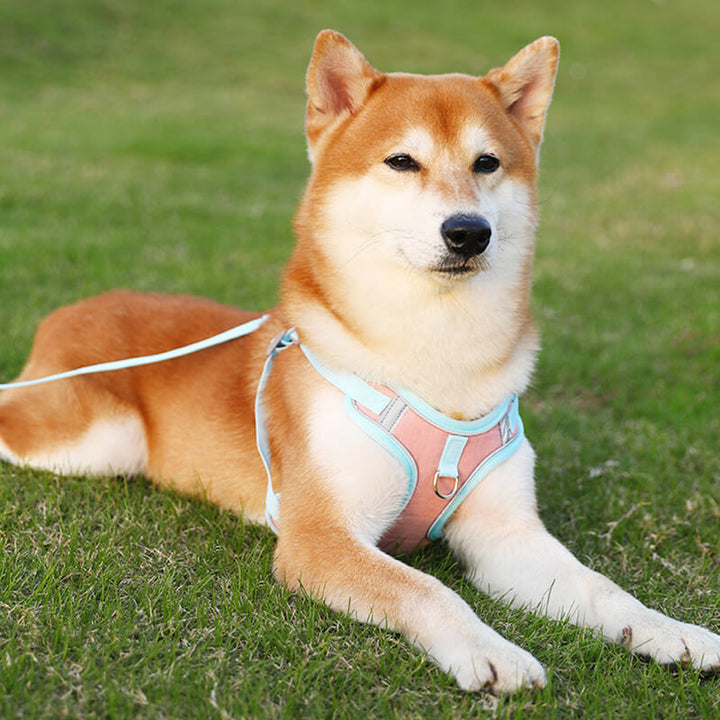 Reflective Puppy Harness - BrightPaw-Blue-S(5.51-8.82 lbs)-Nora Luxe