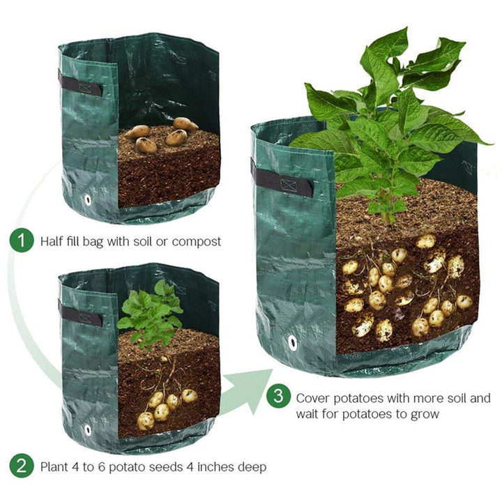 Three-step diagram of a green grow bag filled with soil, planted with seed potatoes, then covered with more soil.