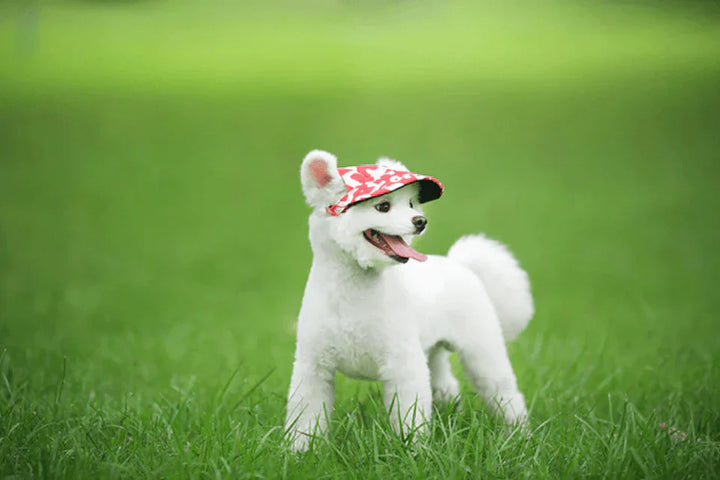 Stylish Round Edge Dog Cap - SunnyPaws-Stripe-S-Nora Luxe