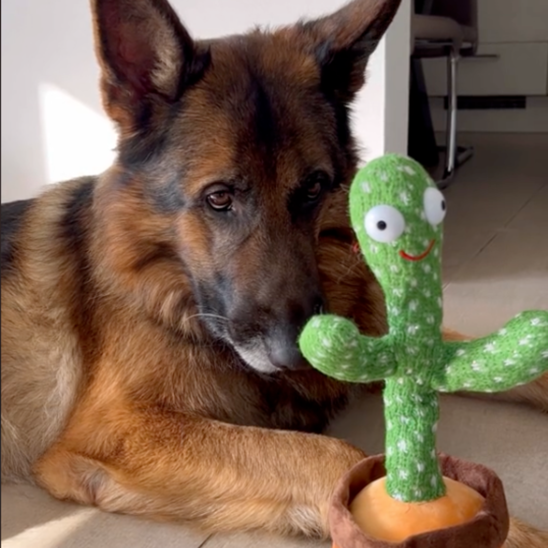 Talking Cactus Toy for Dogs - Talk-to-Me Cactus-Nora Luxe