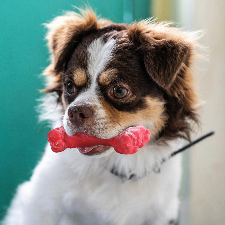 The Playful Dog Dentist - BuddyChew-S-Nora Luxe