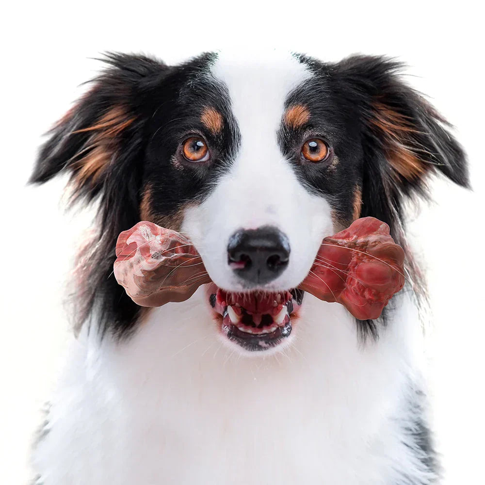 The Playful Dog Dentist - BuddyChew-S-Nora Luxe