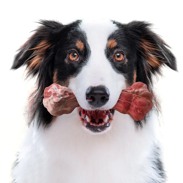 The Playful Dog Dentist - BuddyChew-S-Nora Luxe