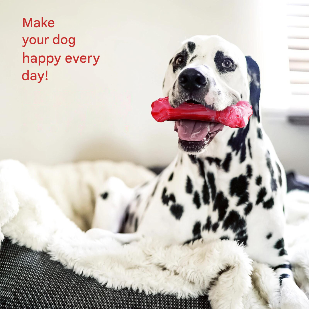 The Playful Dog Dentist - BuddyChew-S-Nora Luxe