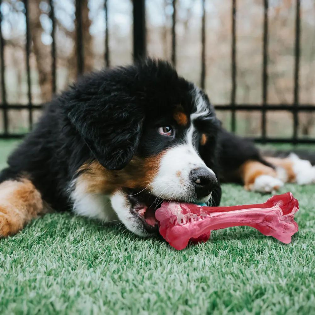 The Playful Dog Dentist - BuddyChew-S-Nora Luxe