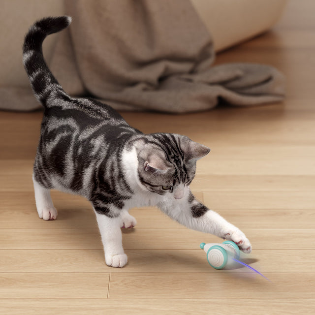 The Ultimate Chew-Resistant Cat Toy - WhiskerPlay-Blue-Nora Luxe