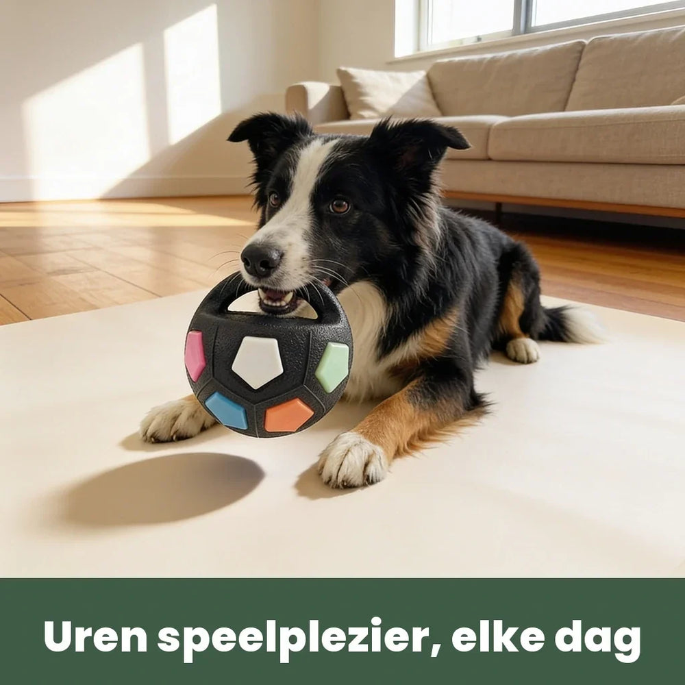 Border collie holding the black ball by its handle, another view.