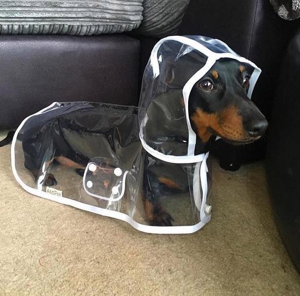 Transparent Waterproof Raincoat for Dogs - DryPaw-White-XS-Nora Luxe