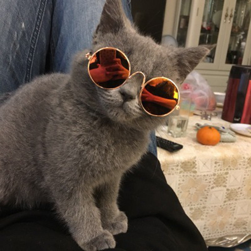 Trendy Cat Sunglasses - KittyShades-Black-Nora Luxe