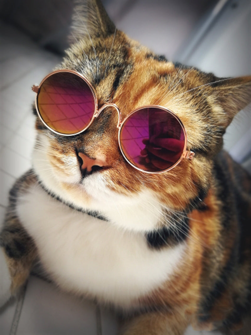 Trendy Cat Sunglasses - KittyShades-Black-Nora Luxe