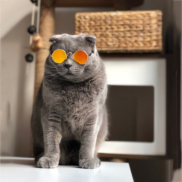 Trendy Cat Sunglasses - KittyShades-Black-Nora Luxe